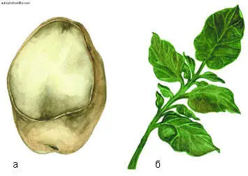 Фитофтороз картофеля а клубень б пораженный лист Такая ботва скоро - фото 50