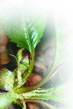 Румяные щечки Среднерослые деревья имеют широкоовальную форму кроны Зацветают - фото 25