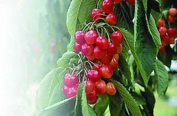 Плоды сорта Румяные щечки рекомендуется употреблять в свежем виде Черешня с - фото 26