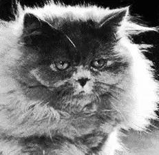 Голубая персидская кошка 4 Красная персидская кошка Шерсть - фото 15