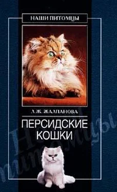 Линиза Жалпанова Персидские кошки обложка книги