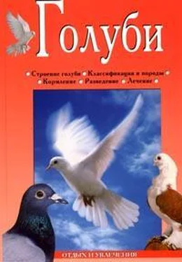 Линиза Жалпанова Голуби обложка книги