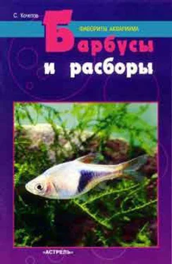 Сергей Кочетов Барбусы и разборы обложка книги