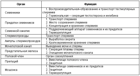 13 РАЗВИТИЕ ПОЛОВЫХ ОРГАНОВ И ОСОБЕННОСТИ ОВО И СПЕРМАТОГЕНЕЗА В процессе - фото 8
