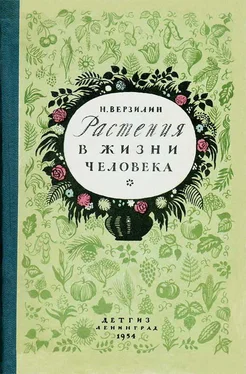 Николай Верзилин Растения в жизни человека обложка книги