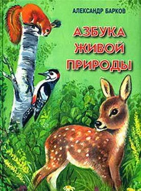 Александр Барков Азбука живой природы обложка книги