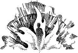 Всякий раз если загорится человек причины произошедшего остаются как - фото 40