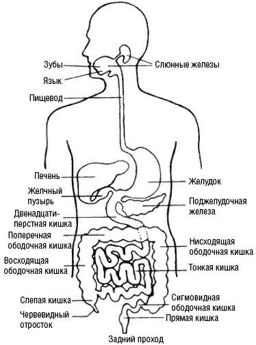 Толстая кишка слепая кишка ободочная кишка прямая кишка В кишечнике - фото 14