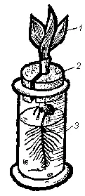 Рис 1 Вегетационный сосуд Закса 1 растение кукурузы 2 пробка 3 - фото 1