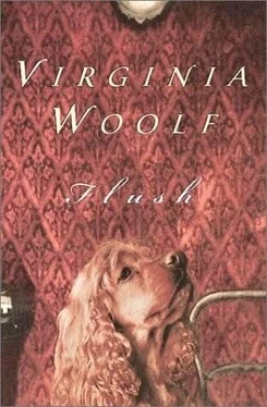 Virginia Woolf Flush обложка книги