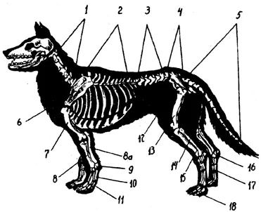 Рис 42 Скелет туловища и конечностей собаки 1 шейный отдел - фото 8
