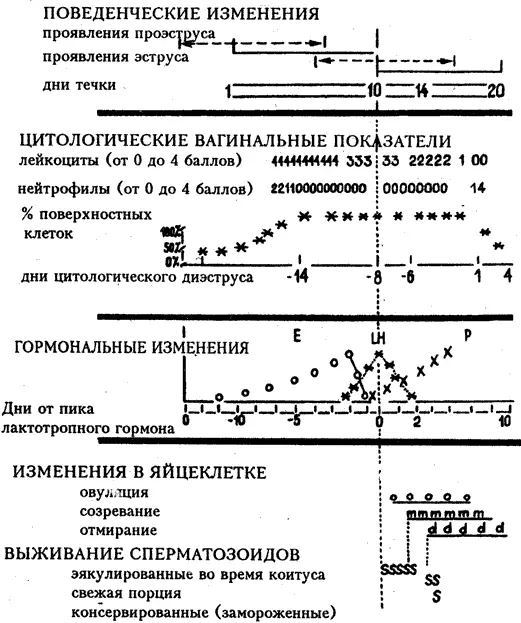 Рис 82 Признаки поведенческие цитологические гормональные этапа течки и - фото 30