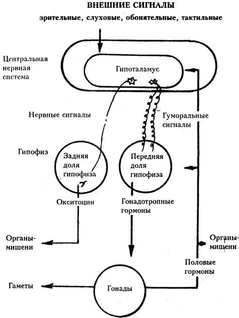Рис 85 Схема гормональной регуляции размножения В зависимости от степени - фото 33