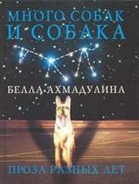 Белла Ахмадулина Много собак и собака обложка книги