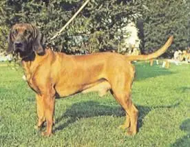 147 БАВАРСКАЯ ГОРНАЯ ГОНЧАЯ Bavarian mountain hound ПроисхождениеПорода - фото 27