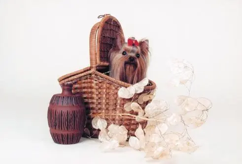 Тёмочка позирует Неразлучные друзья Белочка и Тёма Я не любопытный я - фото 33