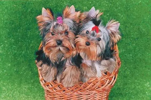 Неразлучные друзья Белочка и Тёма Я не любопытный я любознательный Винтик - фото 34