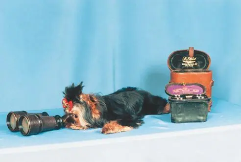 Я не любопытный я любознательный Винтик Сын Чемпиона России ПОНТИАКА - фото 35