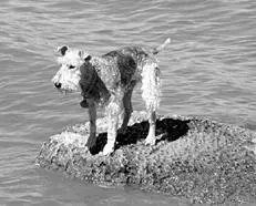 Летом собаки с удовольствием купаются в открытых водоемах Чтобы шерсть собаки - фото 27
