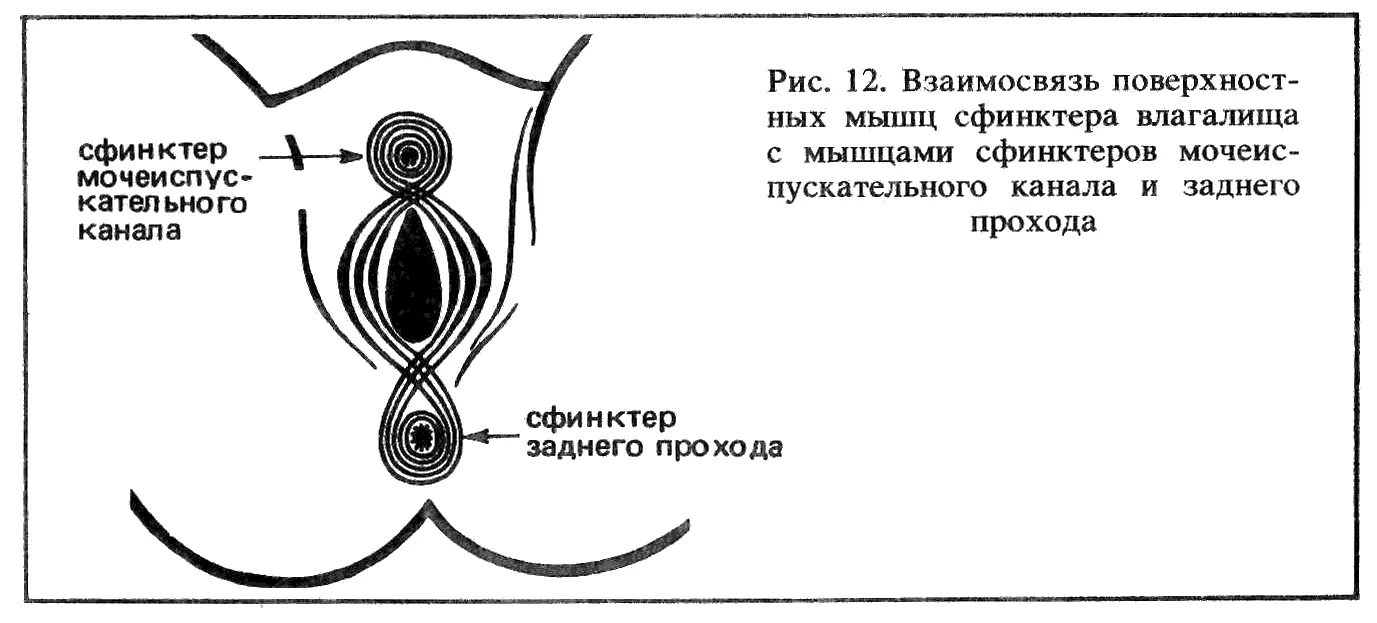 Вторая группа мышц окружающая влагалище и задний проход образует своеобразный - фото 14