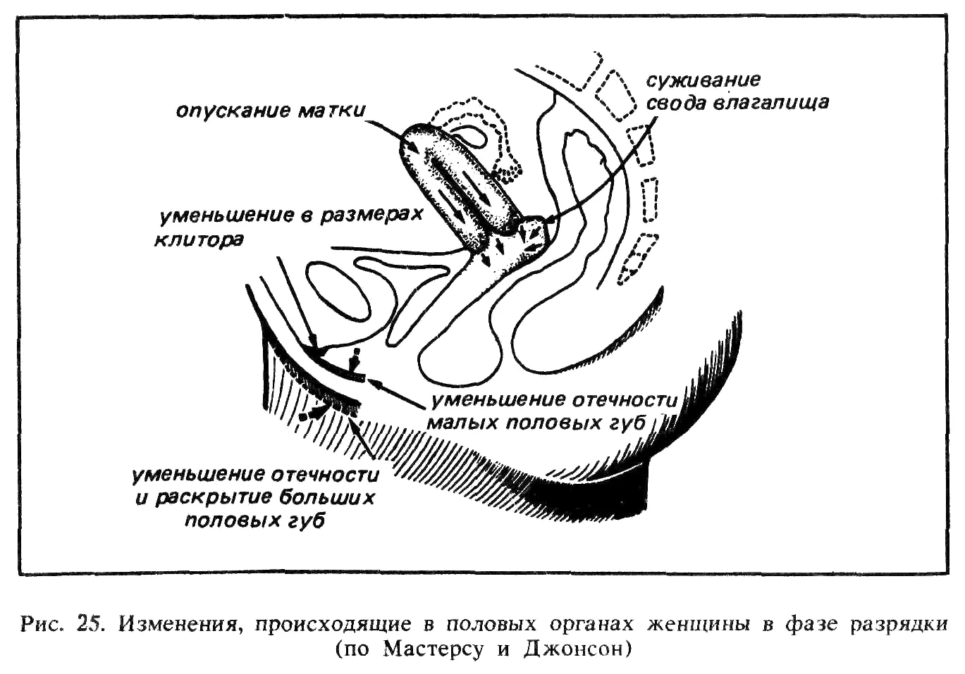 Постепенно спадает сексуальное напряжение которое возникло в период полового - фото 27