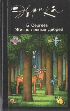 Борис Сергеев Жизнь лесных дебрей обложка книги