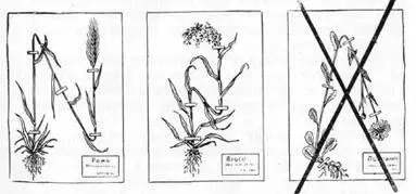 Рис 4 Как сгибать растения более длинные чем гербарный лист неверный сгиб - фото 4