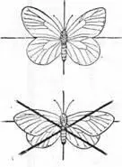 Рис 9 Бабочка расправленная правильно верхняя и неправильно нижняя - фото 9