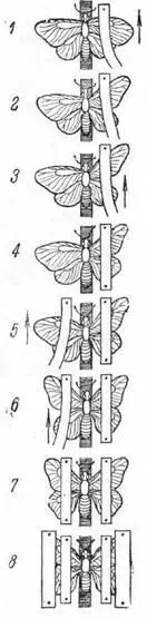Рис 10 Последовательность работы по расправлению бабочки Рис 11 - фото 10