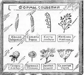 Рис 25 Коллекция соцветий Заготовьте все необходимое для окантовки - фото 28
