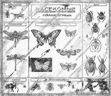 Рис 38 Коллекция представителей семи главных отрядов насекомых монтированная - фото 41