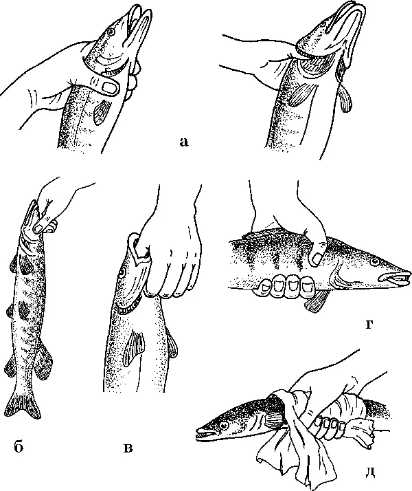 Рис 1 Удержание рыбы а мелкую и среднюю щуку б щуку за глазницы - фото 2