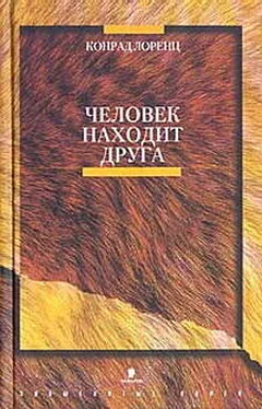 Конрад Лоренц Человек находит друга обложка книги