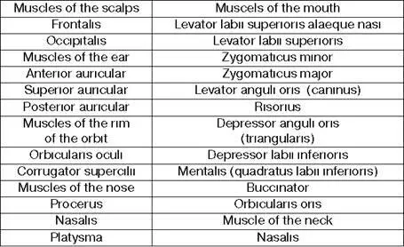 New words brain мозг frontal лобная parietal теменная temporal височная - фото 1
