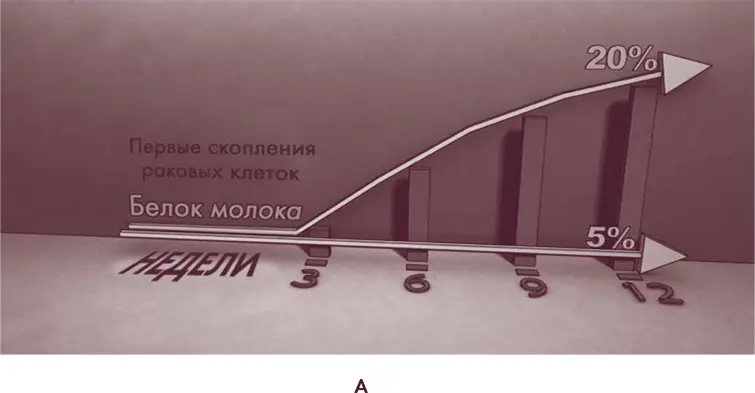 Рис 2А Для проверки своей гипотезы о последствиях употребления молочного - фото 2