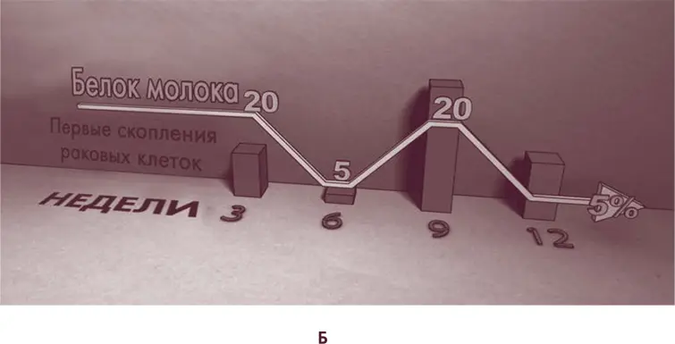 Рис 2А Для проверки своей гипотезы о последствиях употребления молочного - фото 3