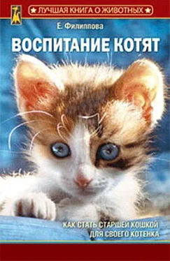 Елена Филиппова Воспитание котят обложка книги