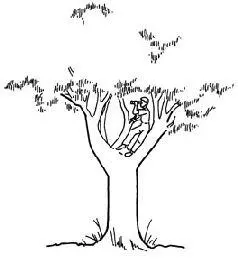 1 FOREST TEMPERATETROPICAL The density of many high trees enhances - фото 67