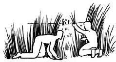 3 FIELDS For concealment nothing works better than tall crops The question - фото 68