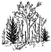 1 FOREST When hunting watch for freshly eaten carcasses Try to determine if - фото 78