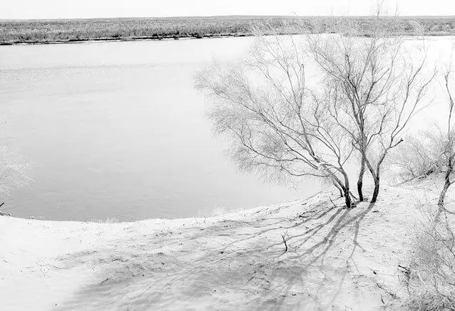 Рис 11 Саксаул белый Рис 12 Баобаб Баобаб Это не совсем - фото 23