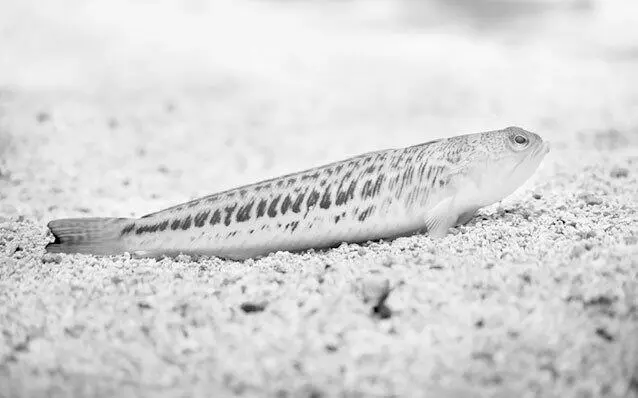 Рис 25 Морской дракончик Морской ерш или скорпена Небольшая длиной до - фото 37
