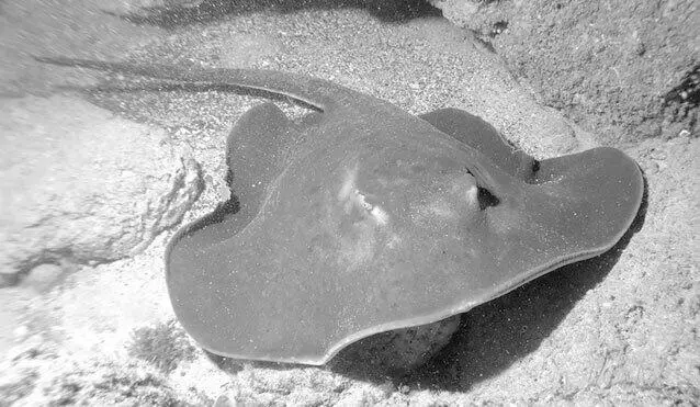 Рис 30 Скатхвостокол Как видите побережье Черного моря довольно опасное - фото 42