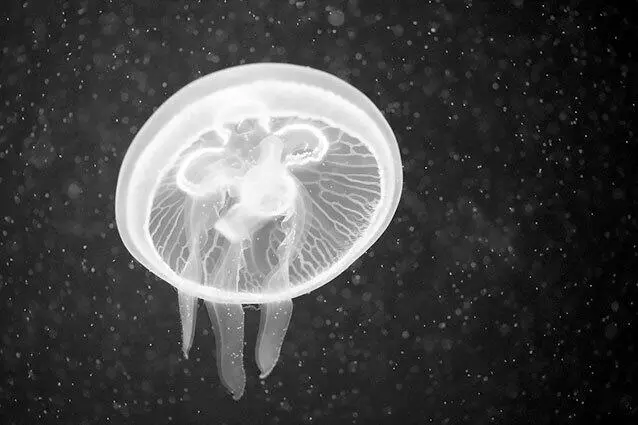 Рис 37 Ушастая аурелия Из всех кишечнополостных которые живут в Черном - фото 49
