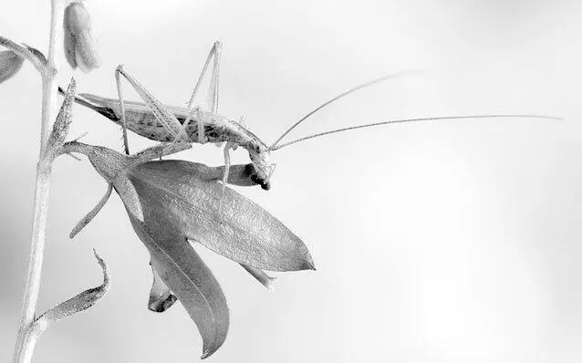Рис 119 Трубачик обыкновенный С кузнечиками Tettigonioidea и сверчками - фото 73