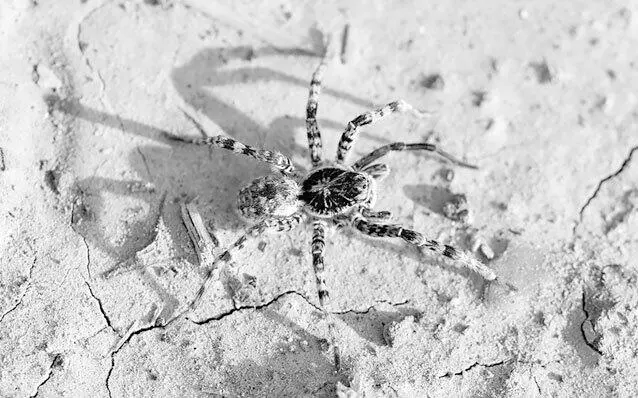 Рис 121 Тарантул южнорусский Тарантул уникальное существо Оно не только - фото 75