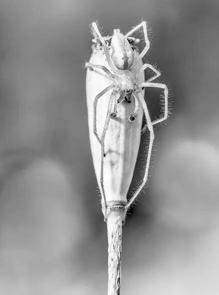 Рис 122 Хеиракантиум Крестовик Латинское название Araneus diadematus - фото 76