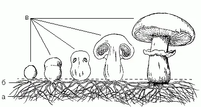 Схема развития шляпочного гриба на примере шампиньона обыкновенного а - фото 10