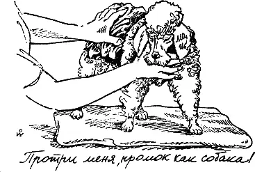 Теплое место у печки или батареи центрального отопления собака найдет сама Так - фото 111