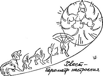 Хвост зажатый между ног это недружелюбная реакция непринятия Хвост - фото 148
